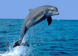 К чему снится дельфин в соннике миллера