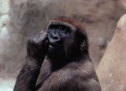 Goril - güçlü maymun Goril yaşam alanı