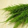 Horsetail plants may have
