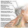 Anatomía detallada de las vértebras cervicales humanas.