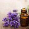 Lavender - medicinal properties and contraindications