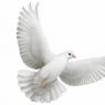 Why doves dream: meanings in dream books