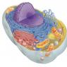The structure and properties of the cytoplasm