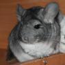 Sounds of chinchillas Sounds of chinchillas and what they mean