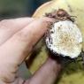 آیا خوردن قارچ کرمدار بی خطر است؟