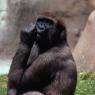 Gorilla: l'habitat della potente scimmia Gorilla
