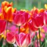 Postales con el primer día de primavera: hermosas y divertidas con inscripciones: SMS cortos de felicitación por el primer día de primavera Descargar tarjeta de felicitación